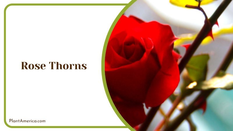 Blood Rose and Thorns PlantAmerica