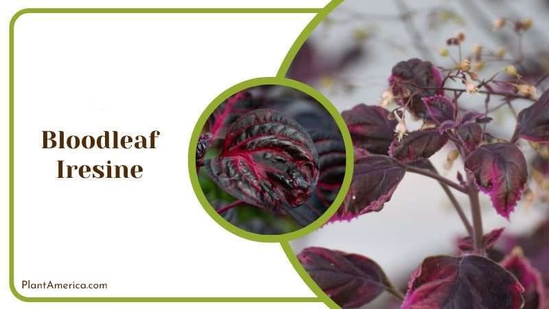 Bloodleaf Iresine PlantAmerica Bloodleaf Iresine PlantAmerica