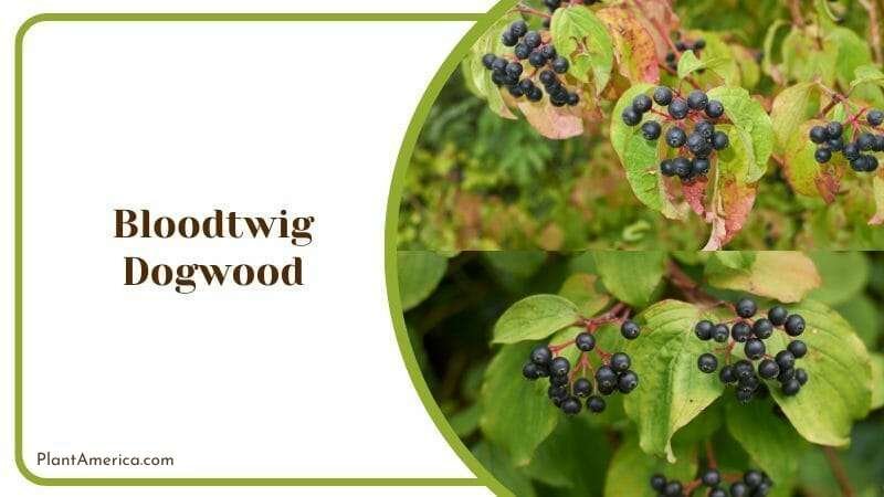 Bloodtwig Dogwood Plant America