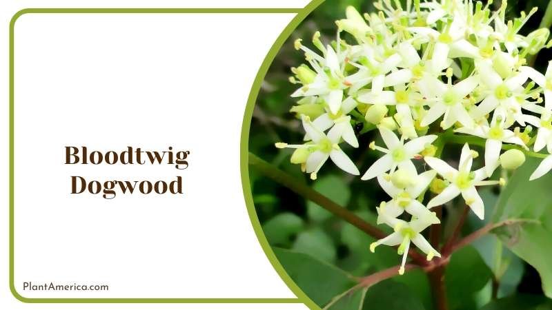 Bloodtwig Dogwood with White Flower Plant America
