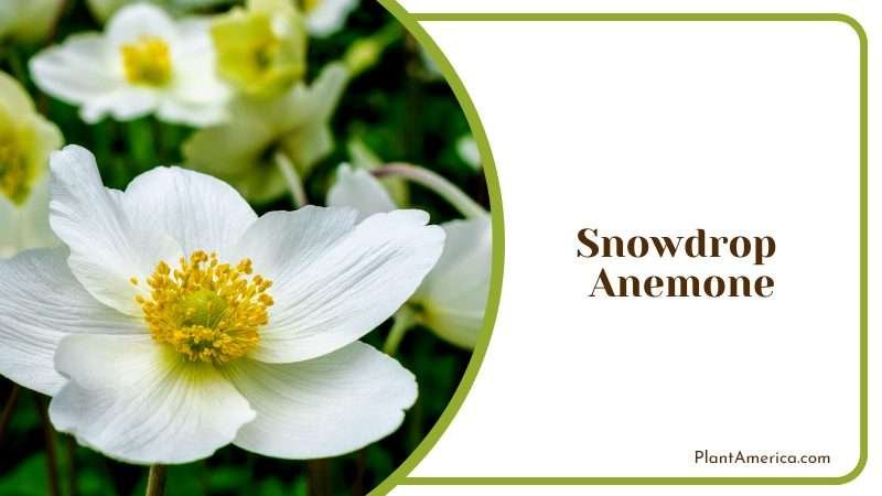 Bloomer with Delicate White Flowers PlantAmerica Bloomer with Delicate White Flowers PlantAmerica