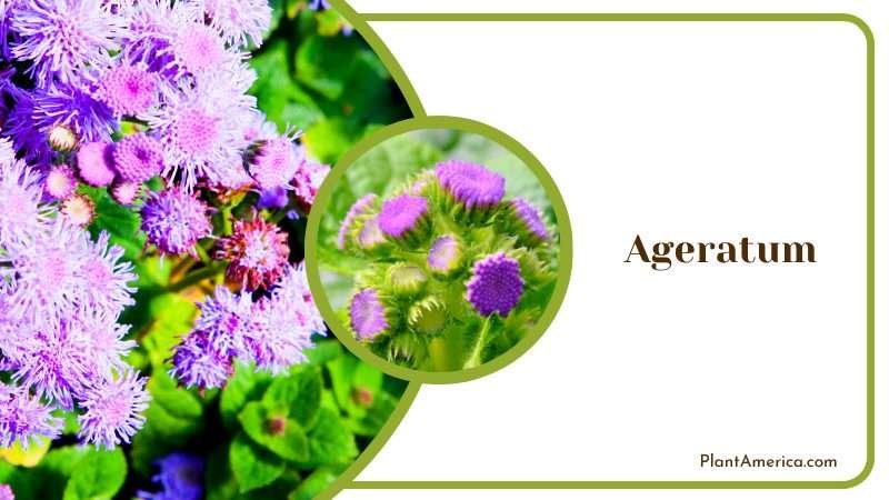 Blooming Ageratum Flowers Plant America