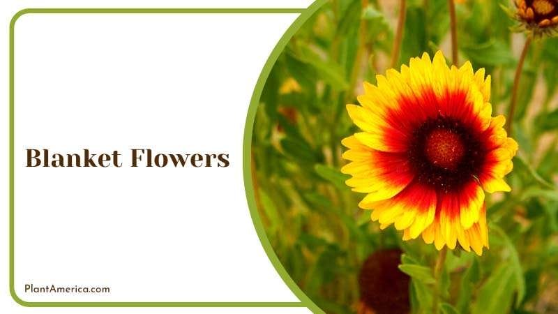 Blooming Beauty of Blanket Flowers Plant America Blooming Beauty of Blanket Flowers Plant America