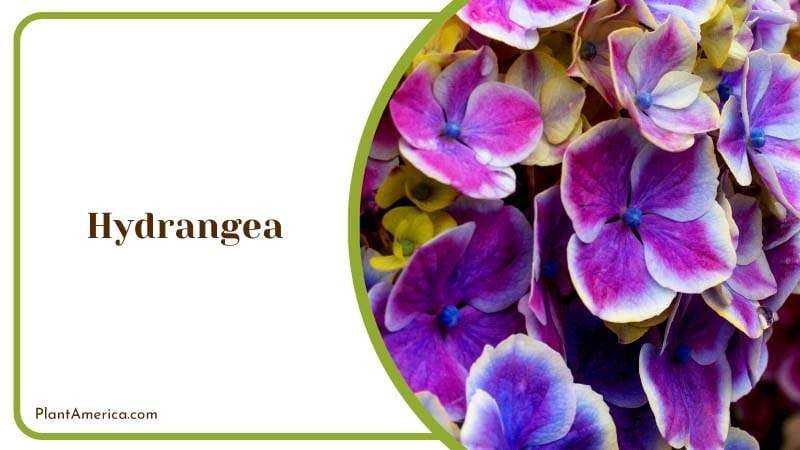 Blooming Beauty of Hydrangea Plant America