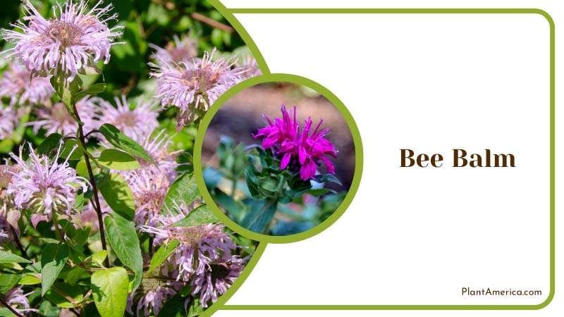Blooming Bee Balm in Plants Plant America