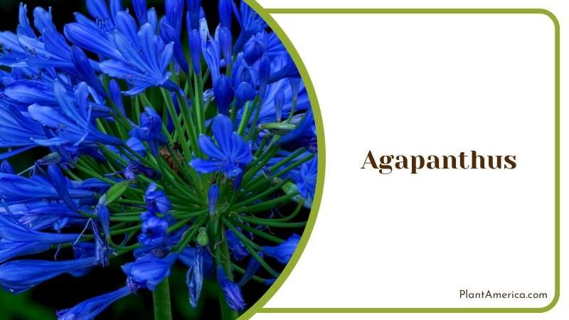 Blooming Blue Agapanthus Flowers Plant America