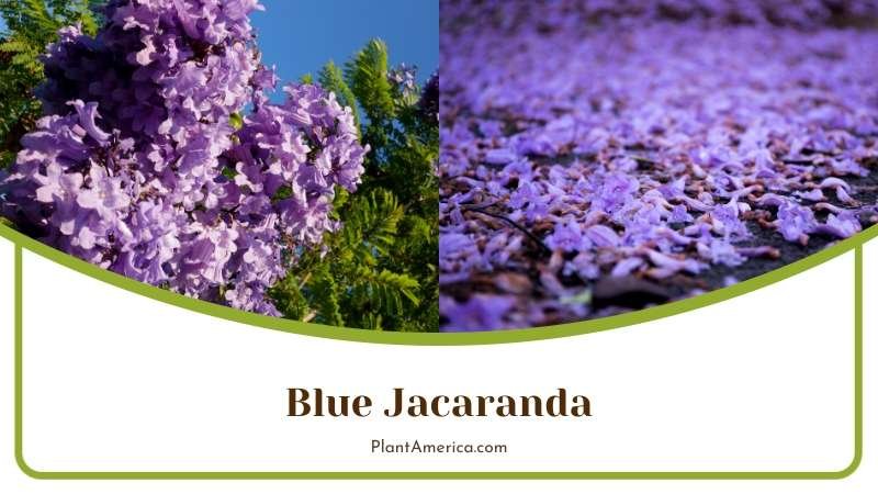 Blooming Blue Jacaranda Flowers on Tree Plant America