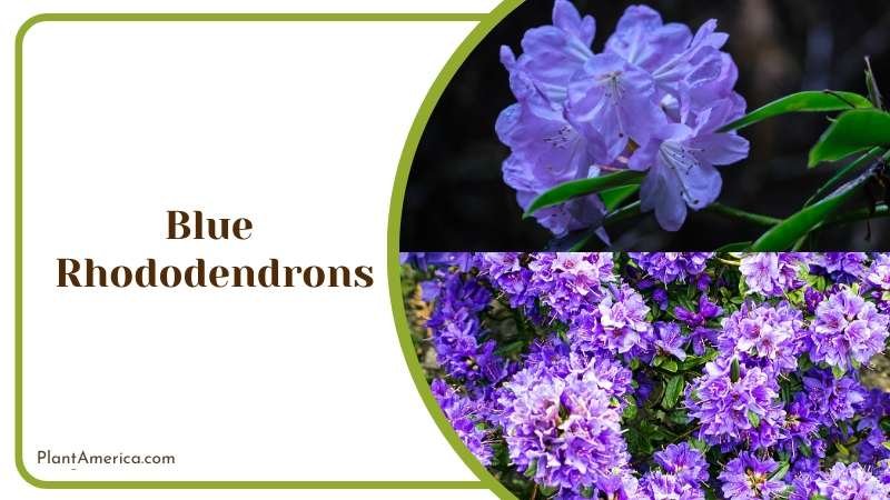 Blooming Blue Rhododendrons in Garden Plant America
