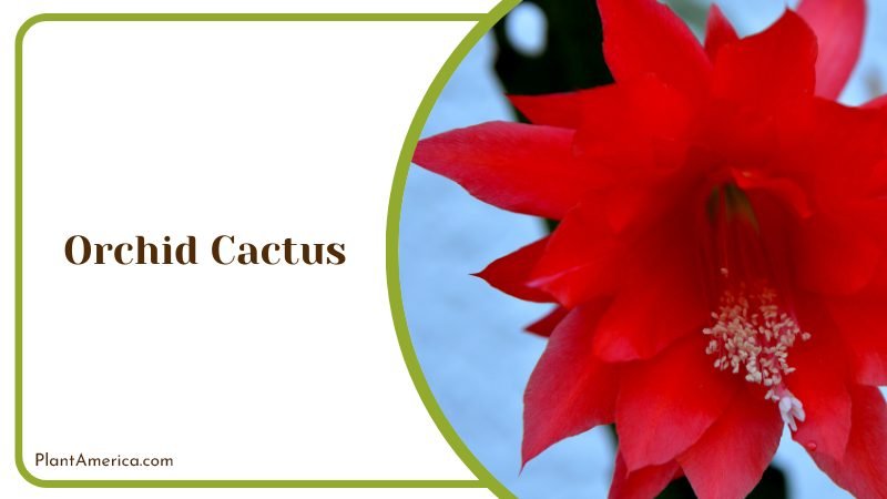 Blooming Cactus with Red Flower Plant America