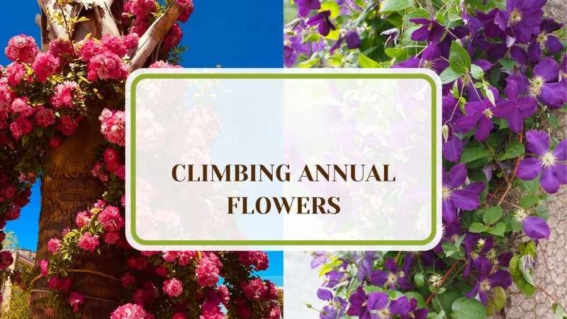Blooming Climbing Annuals Plant America 16 Climbing Annual Flowers You Should Plant This Season
