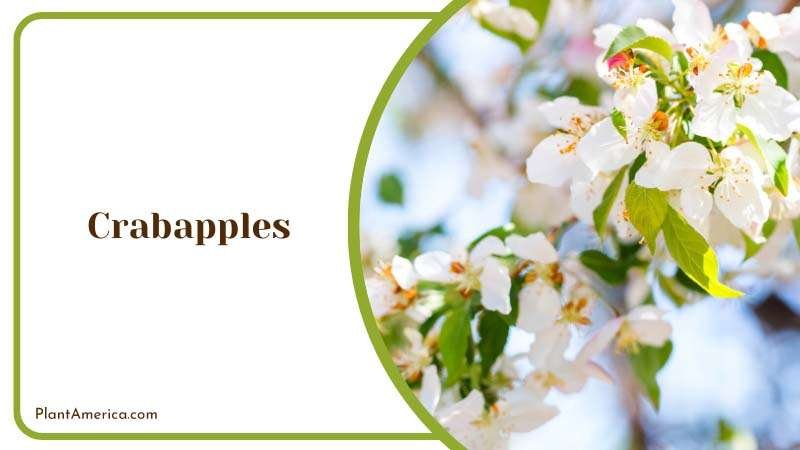 Blooming Crabapples in Spring Plant America