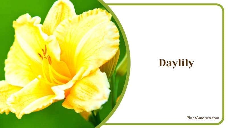 Blooming Daylily in the Garden Plant America Blooming Daylily in the Garden Plant America