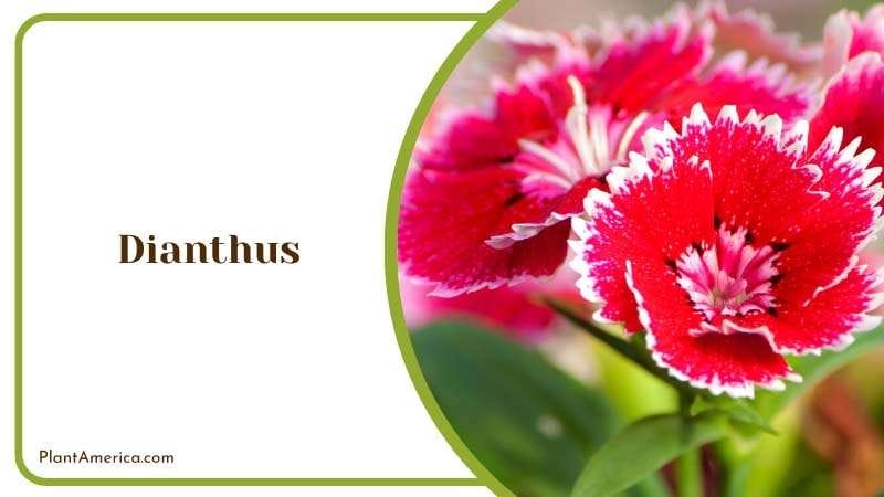 Blooming Dianthus Flower Plant America