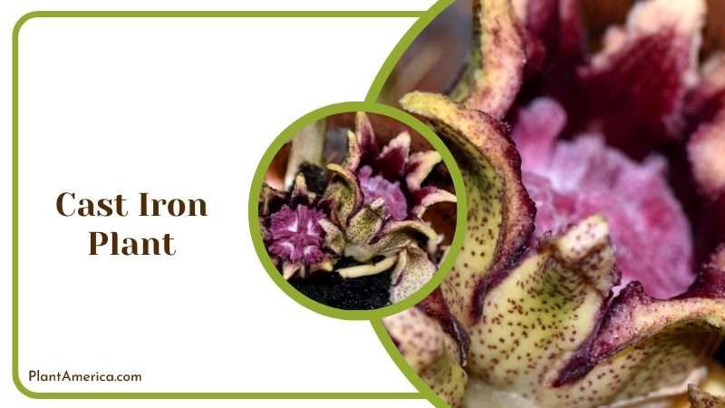 Blooming Flowers of Cast Iron Plant Plant America Blooming Flowers of Cast Iron Plant Plant America