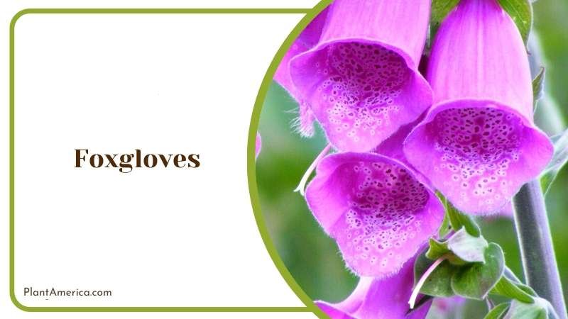 Blooming Foxgloves Flowers Plant America