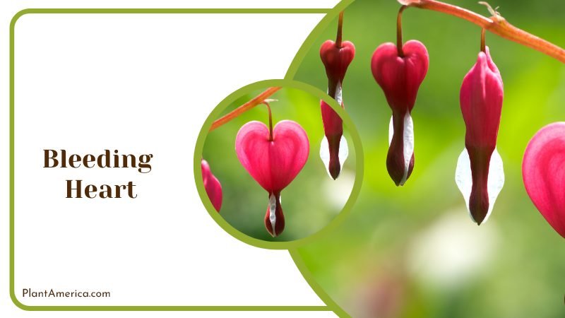 Blooming Heart Shape Flower Plant America