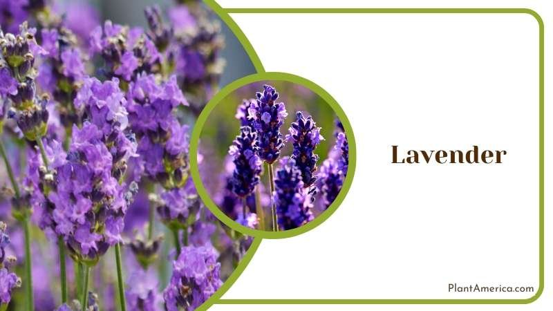 Blooming Lavender in Field Plant America