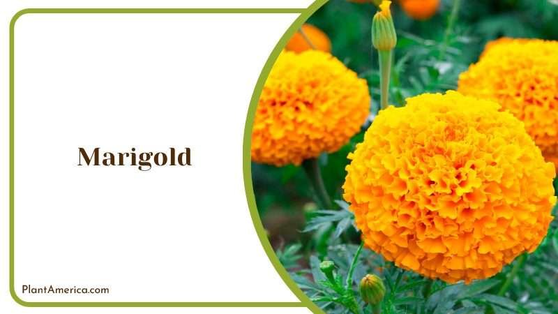 Blooming Marigold with Buds Plant America