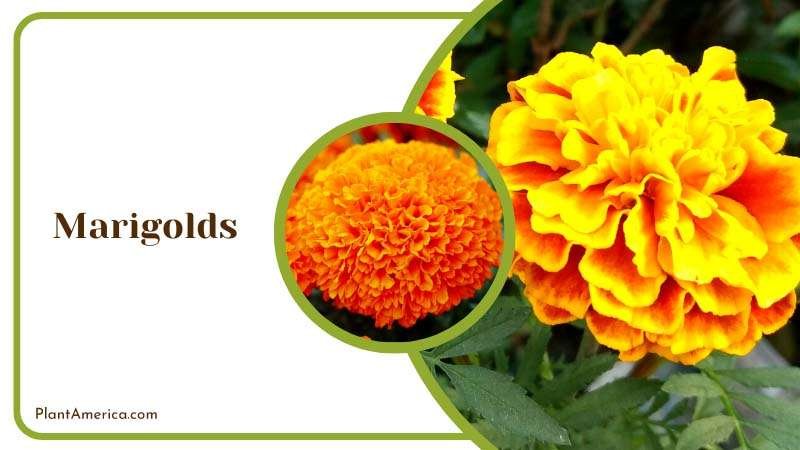 Blooming Marigolds in Garden Plant America Blooming Marigolds in Garden Plant America