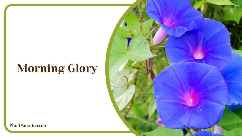 Blooming Morning Glory Flowers Plant America Blooming Morning Glory Flowers Plant America