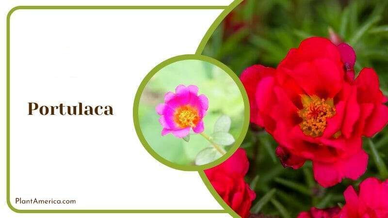 Blooming Moss Rose in Garden PlantAmerica