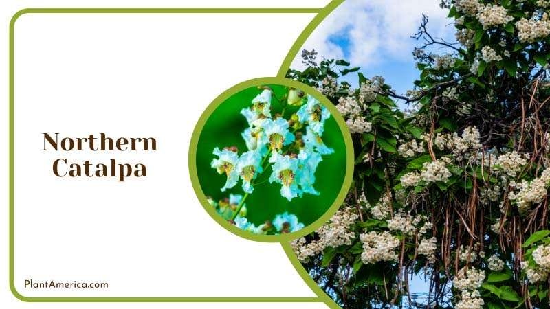 Blooming Northern Catalpa Tree Plant America Blooming Northern Catalpa Tree Plant America