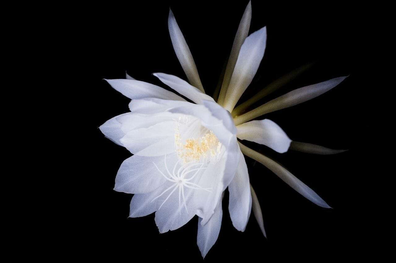 Blooming Orchid Cactus Epiphyllum Hookeri