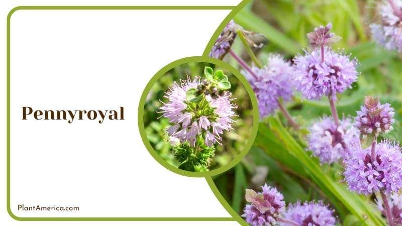 Blooming Pennyroyal Flowers PlantAmerica 1