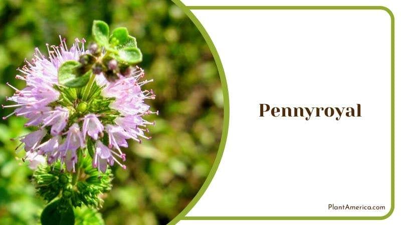 Blooming Pennyroyal Flowers PlantAmerica Blooming Pennyroyal Flowers PlantAmerica