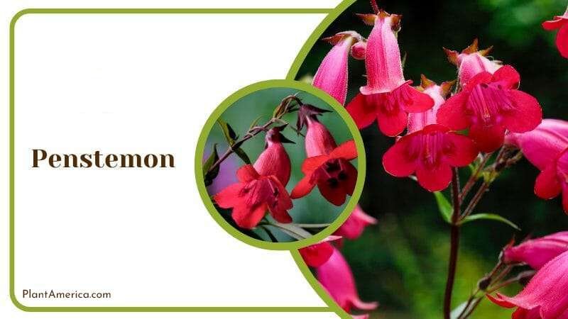 Blooming Penstemon in Garden PlantAmerica