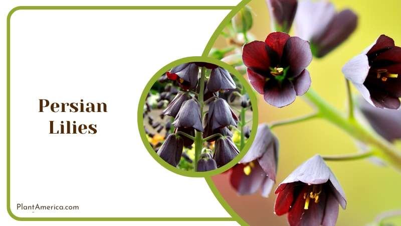 Blooming Persian Lilies in Plants Plant America