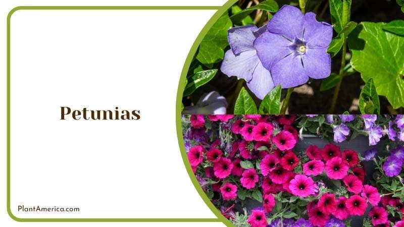 Blooming Petunias Flower PlantAmerica