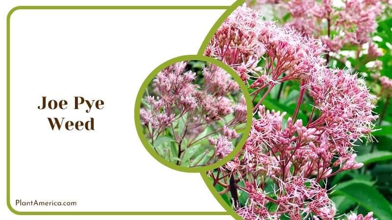Blooming Pink Flowers of Joe Pye Weed PlantAmerica