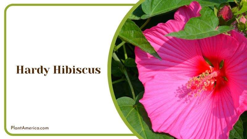 Blooming Pink Hardy Hibiscus Plant America