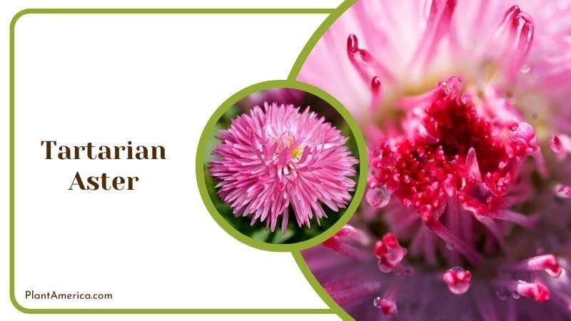 Blooming Pink Tartarian Aster Plant America