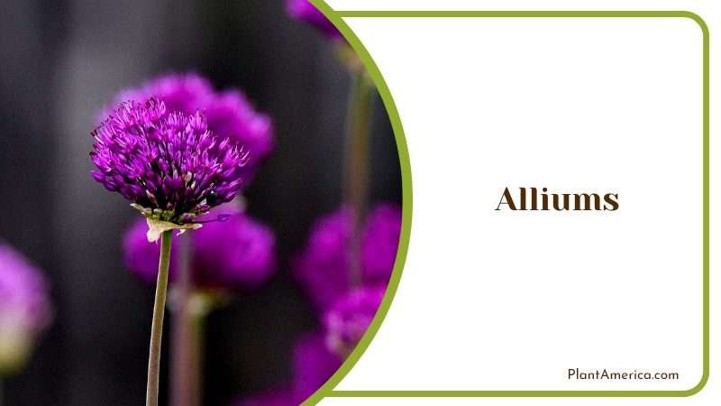 Blooming Purple Alliums PlantAmerica