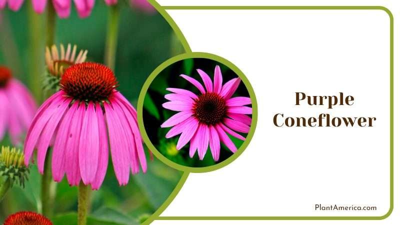 Blooming Purple Coneflower Plant America Blooming Purple Coneflower Plant America