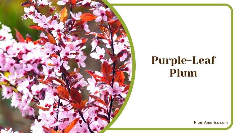 Blooming Purple Leaf Plum Plant America Blooming Purple Leaf Plum Plant America