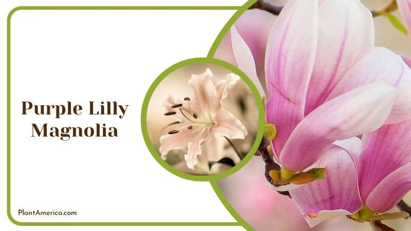 Blooming Purple Lilly Magnolia Plant America
