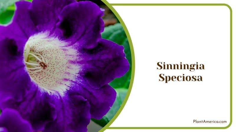 Blooming Purple and White Flower Plant America Blooming Purple and White Flower Plant America