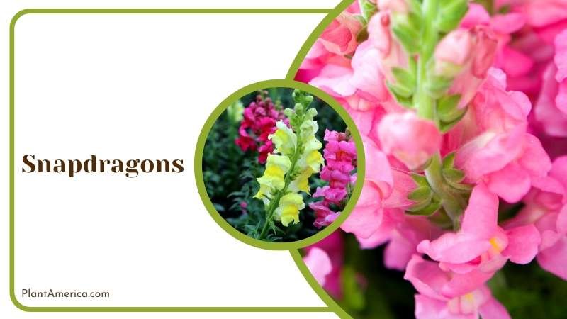 Blooming Snapdragon in Garden Plant America