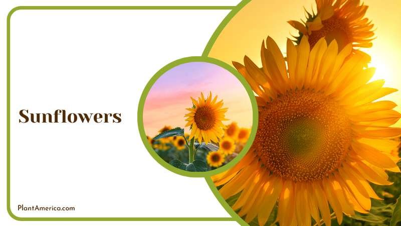 Blooming Sunflowers Before Sun Plant America
