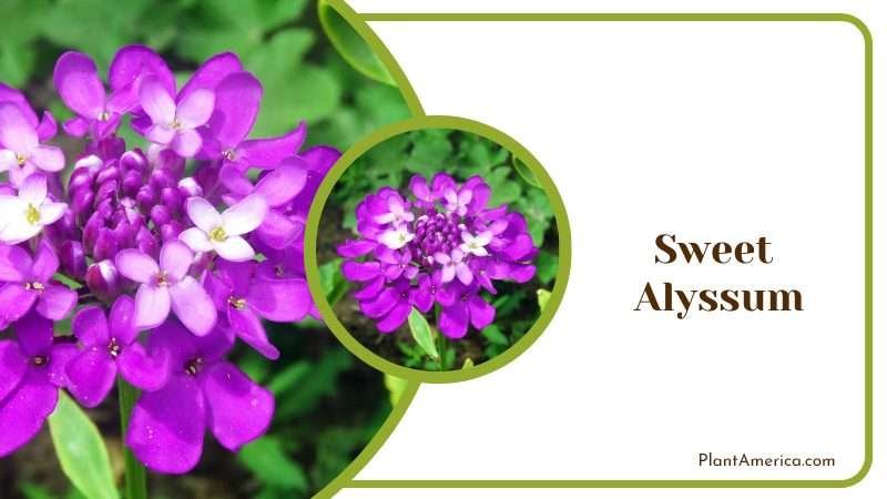 Blooming Sweet Alyssum in Garden Plant America