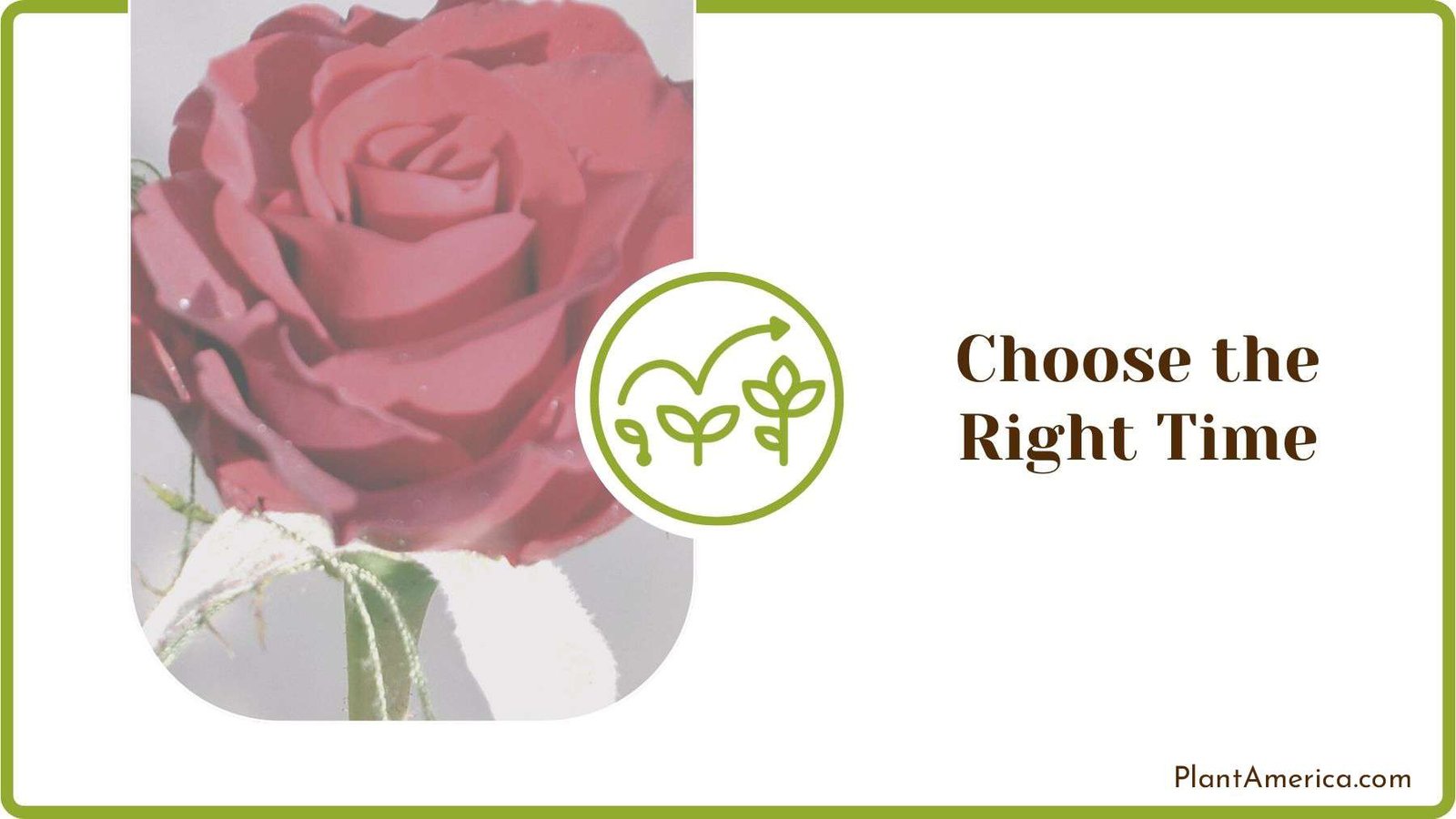 Blooming Time for Rose Plant America