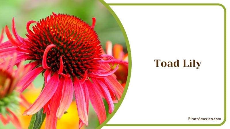 Blooming Toad Lily Flower Plant America