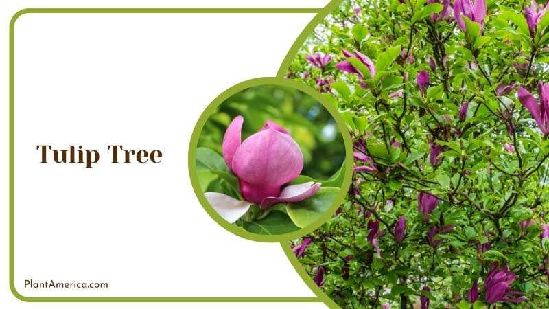 Blooming Tulip Tree during Spring Plant America Blooming Tulip Tree during Spring Plant America