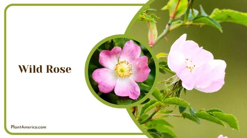 Blooming Wild Rose Plant America Blooming Wild Rose Plant America