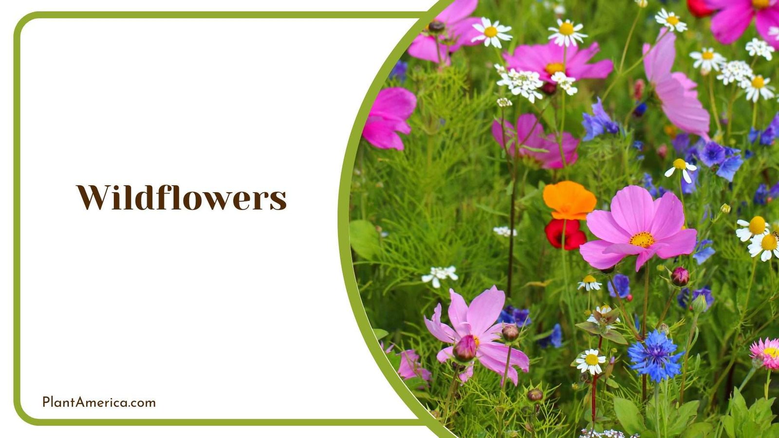 Blooming Wildflowers Plant America Blooming Wildflowers Plant America