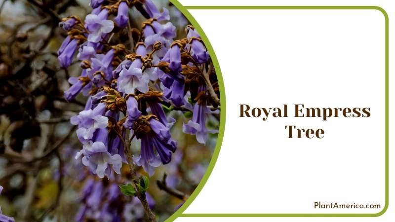 Blooms from a Royal Empress Tree Plant America