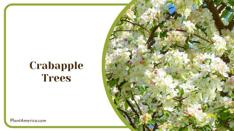 Blossoming Crabapple Trees Plant America